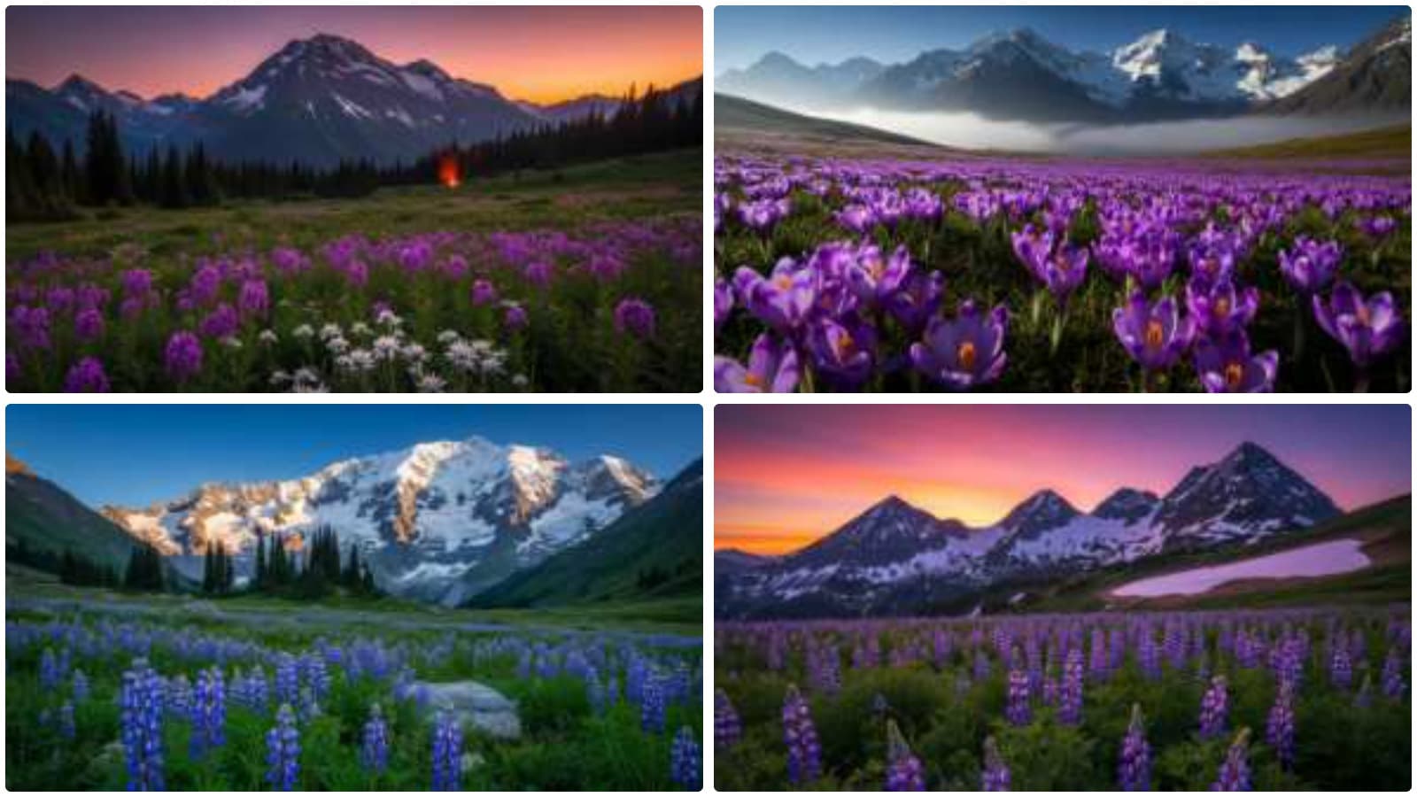 Blooming Mountain Vistas