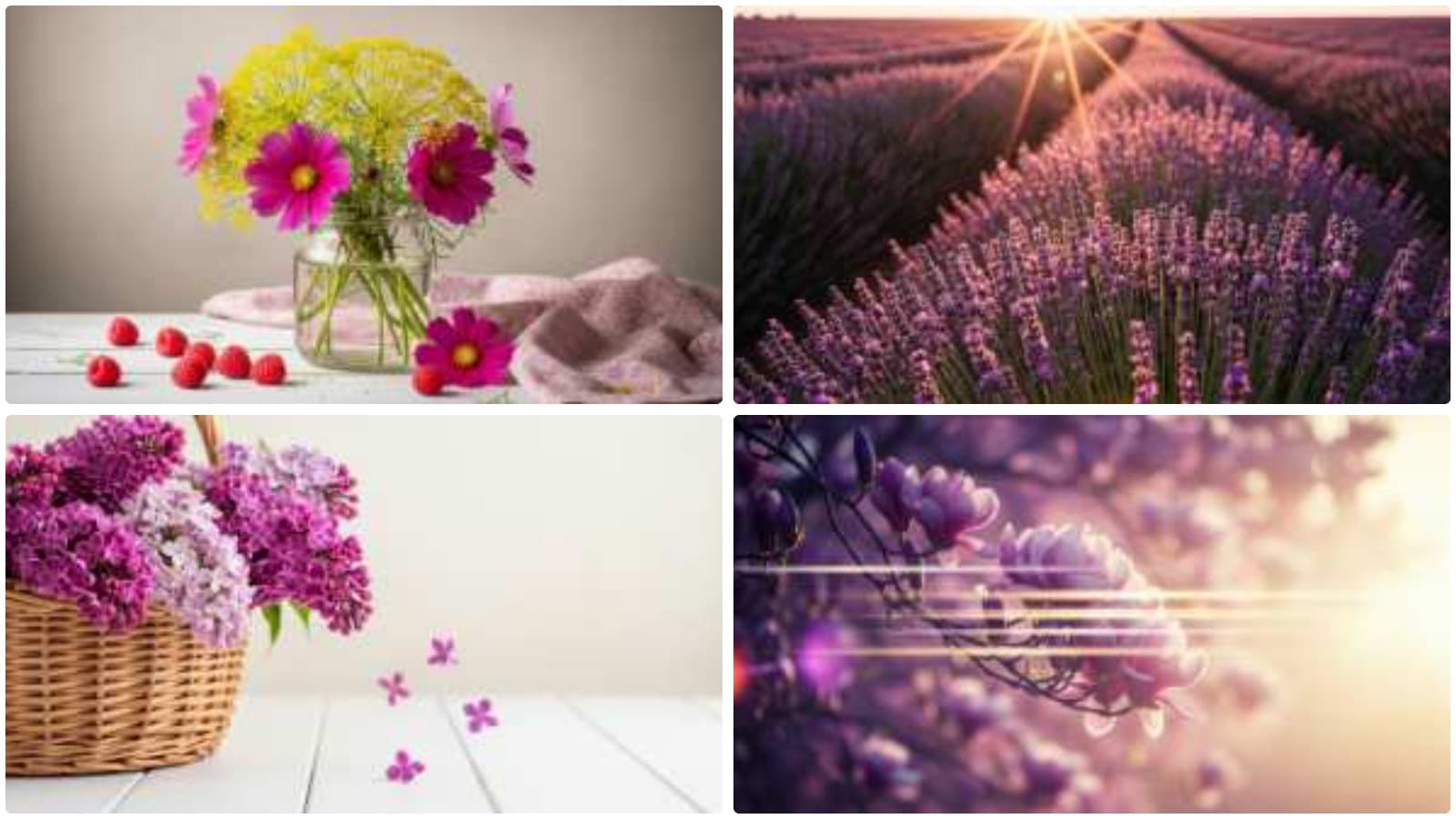Blossoms of Soft Romance