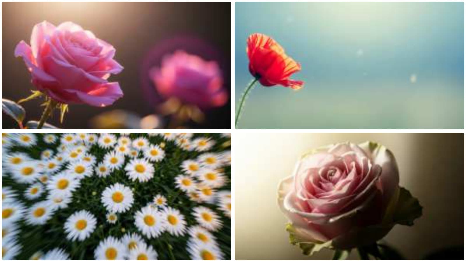 Botanical Artistry: Diverse Blooms