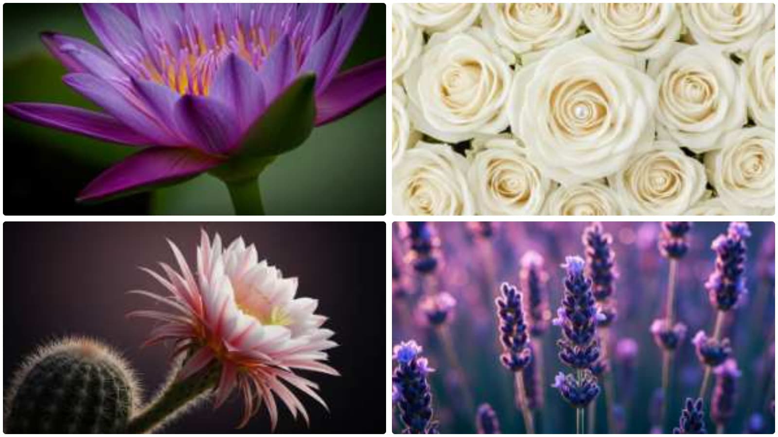 Botanical Serenity, Dew-Kissed Light