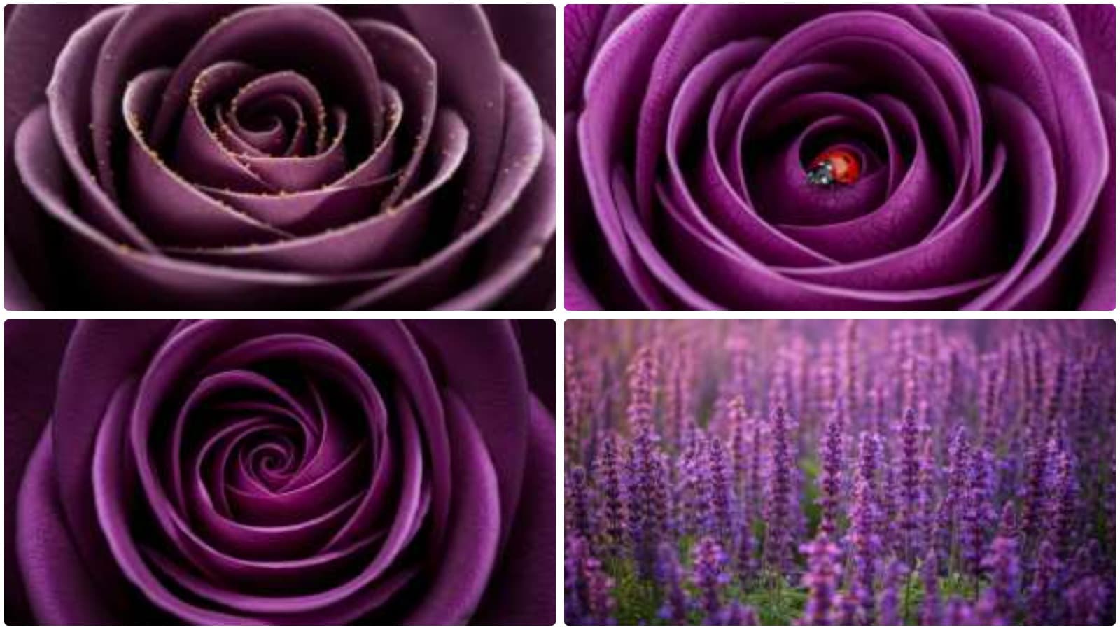 Enchanting Purple Blooms & Macro