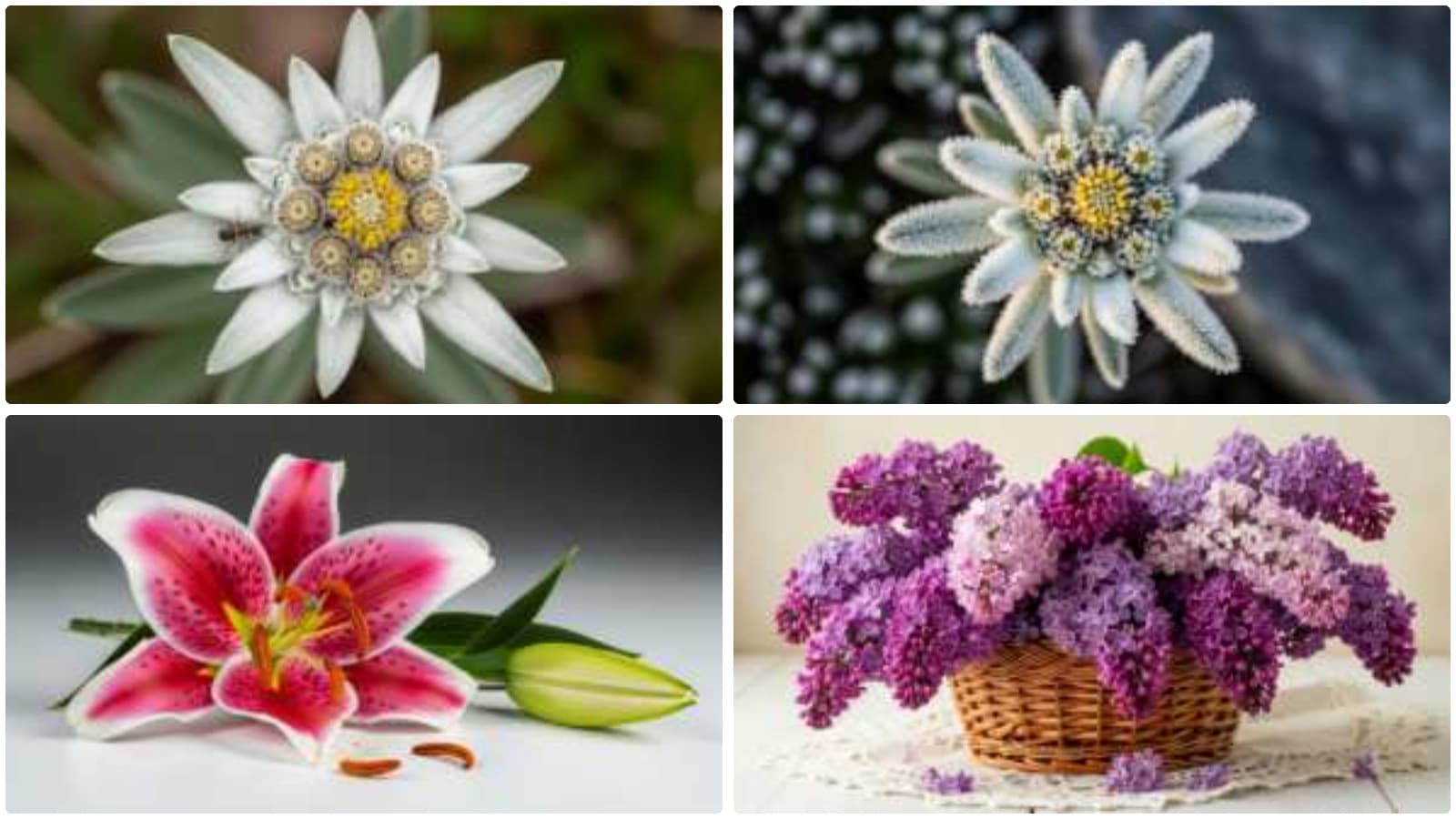 Ethereal Floral Whispers