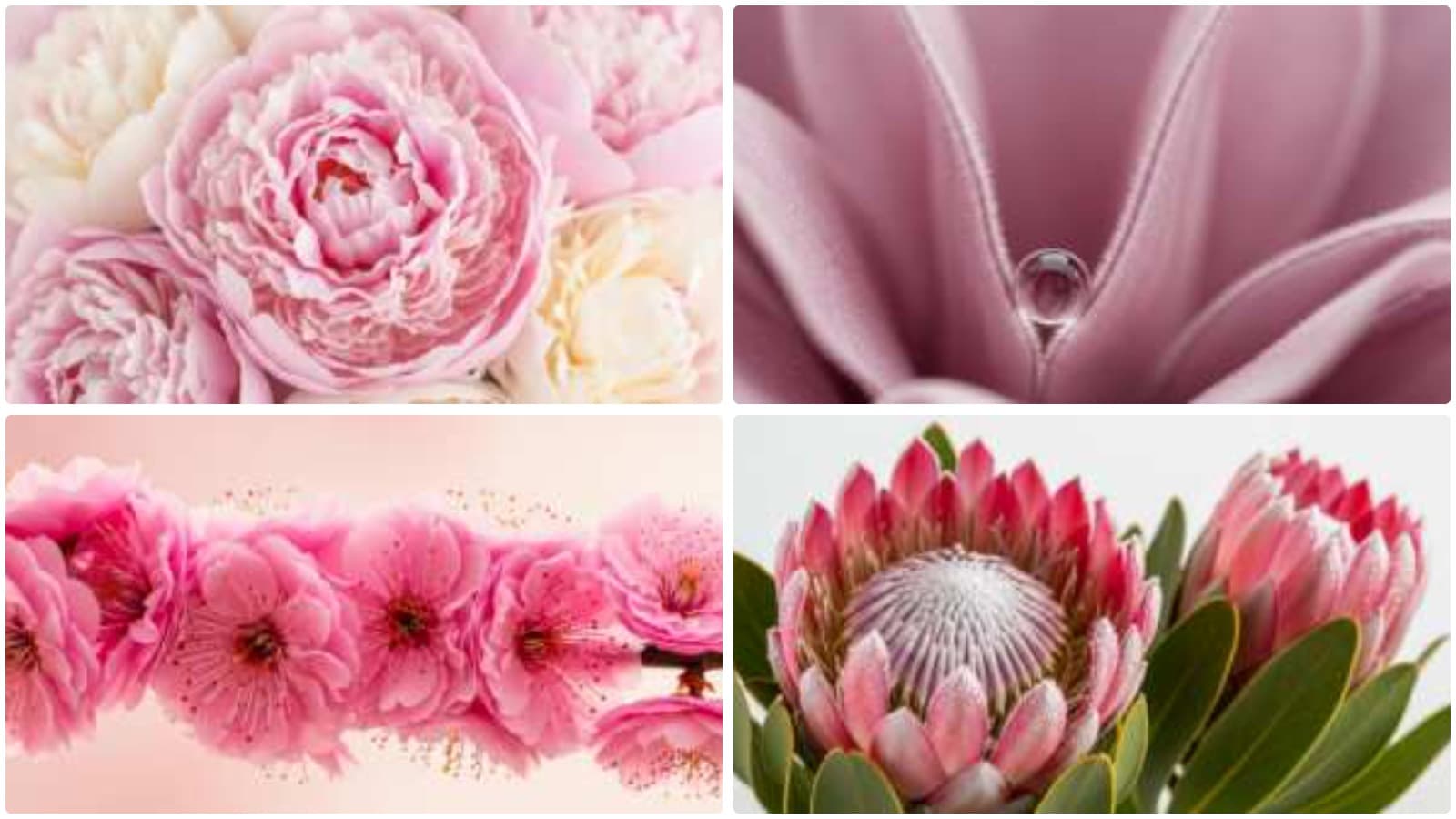 Ethereal Macro Blooms in Dew