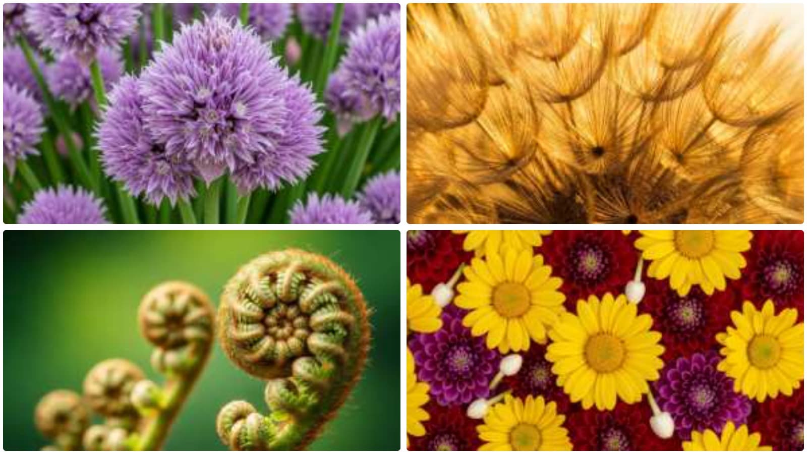 Intimate Floral Perspectives