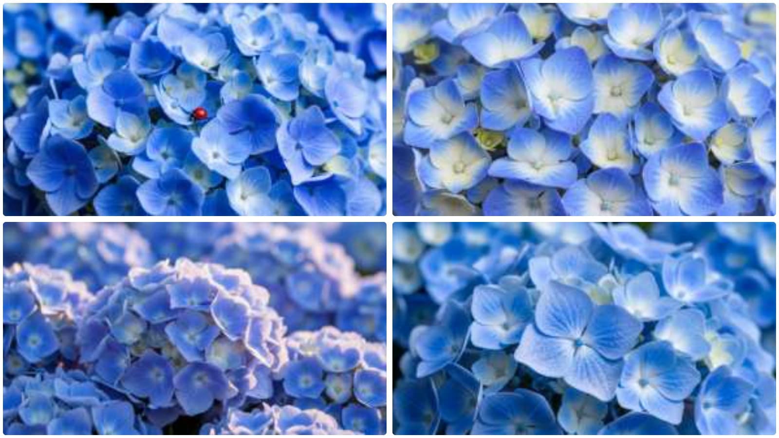 Intimate Floral World