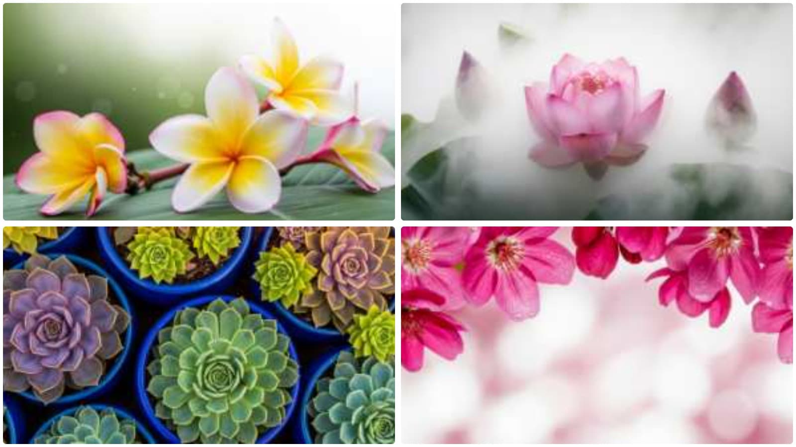 Nature's Delicate Floral Whispers