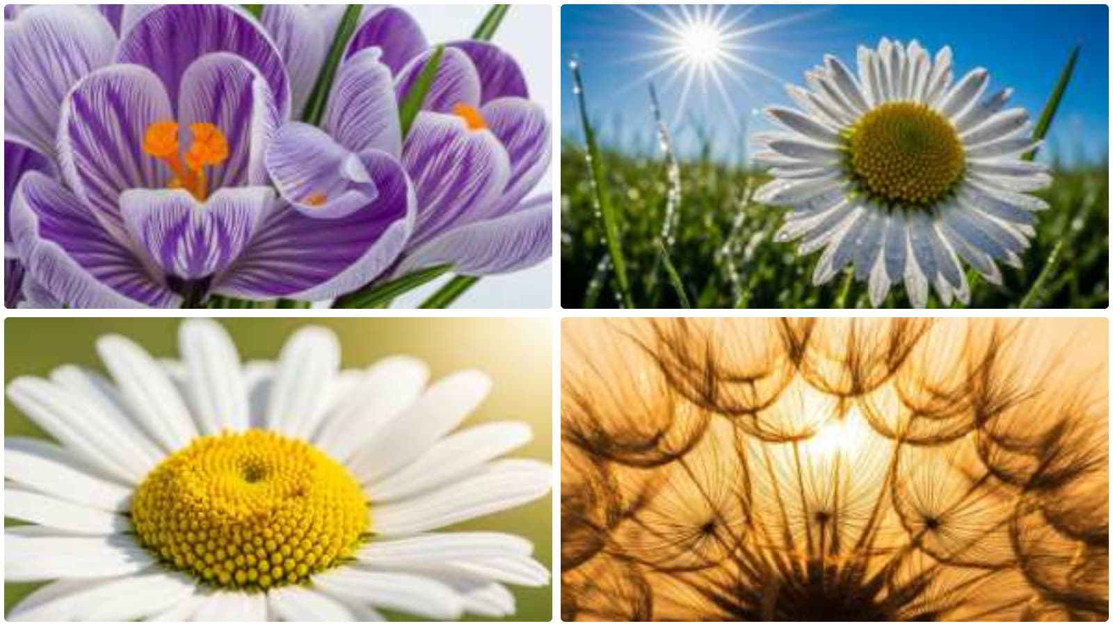 Nature's Intimate Floral Beauty