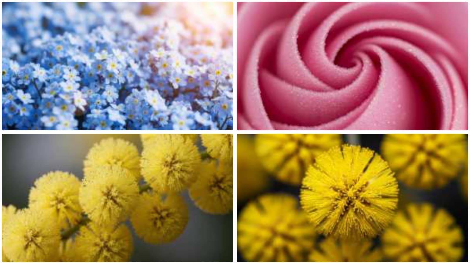 Nature's Intricate Floral Beauty
