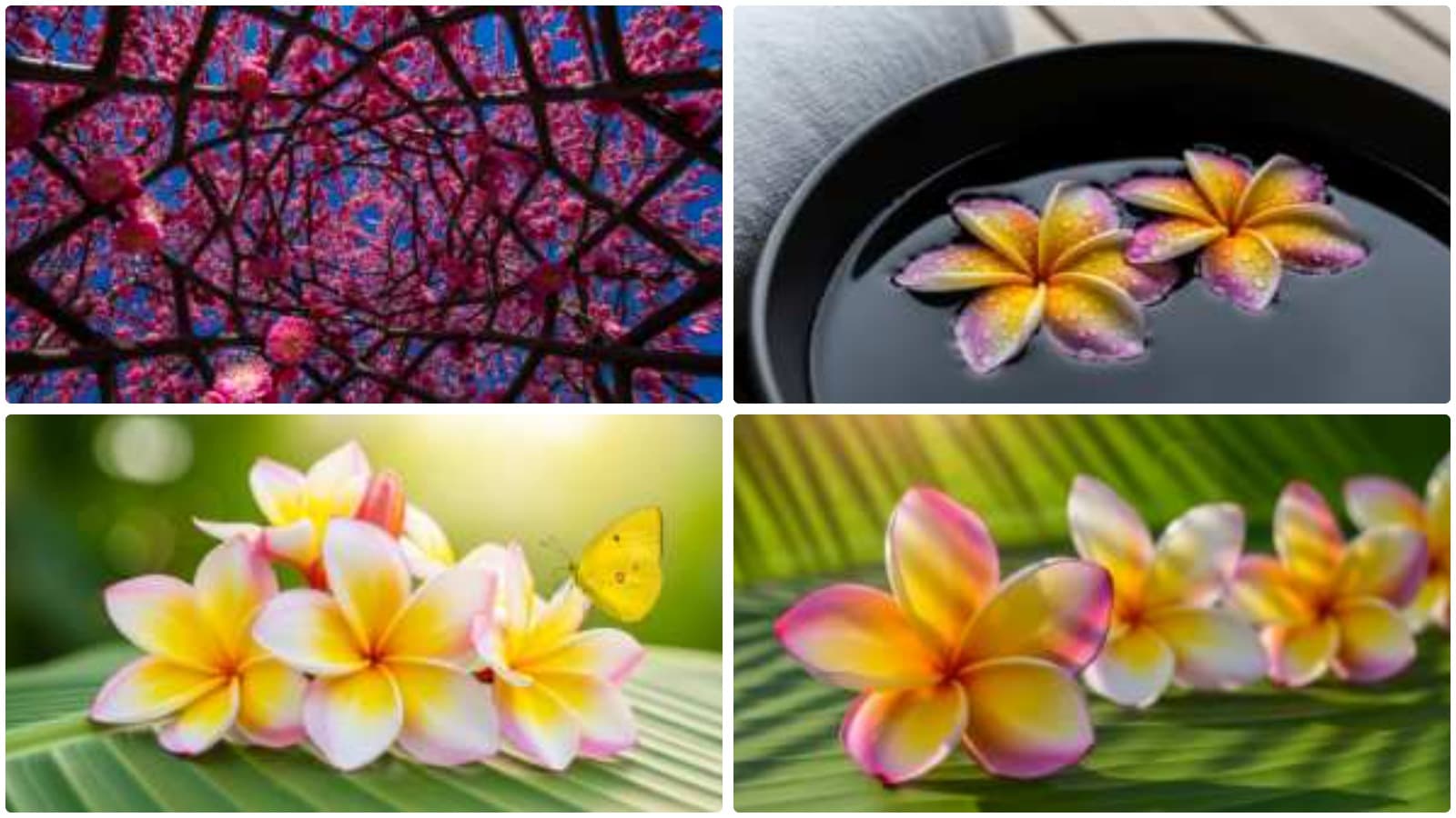Nature's Macro Floral Splendor
