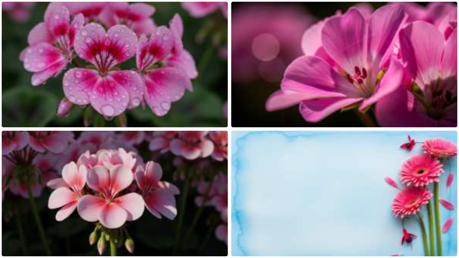 Pink Petals, Ethereal Blooms