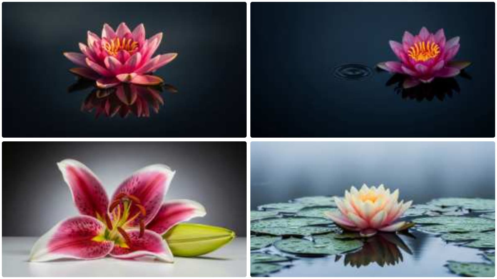 Serene Blooms & Soft Whispers