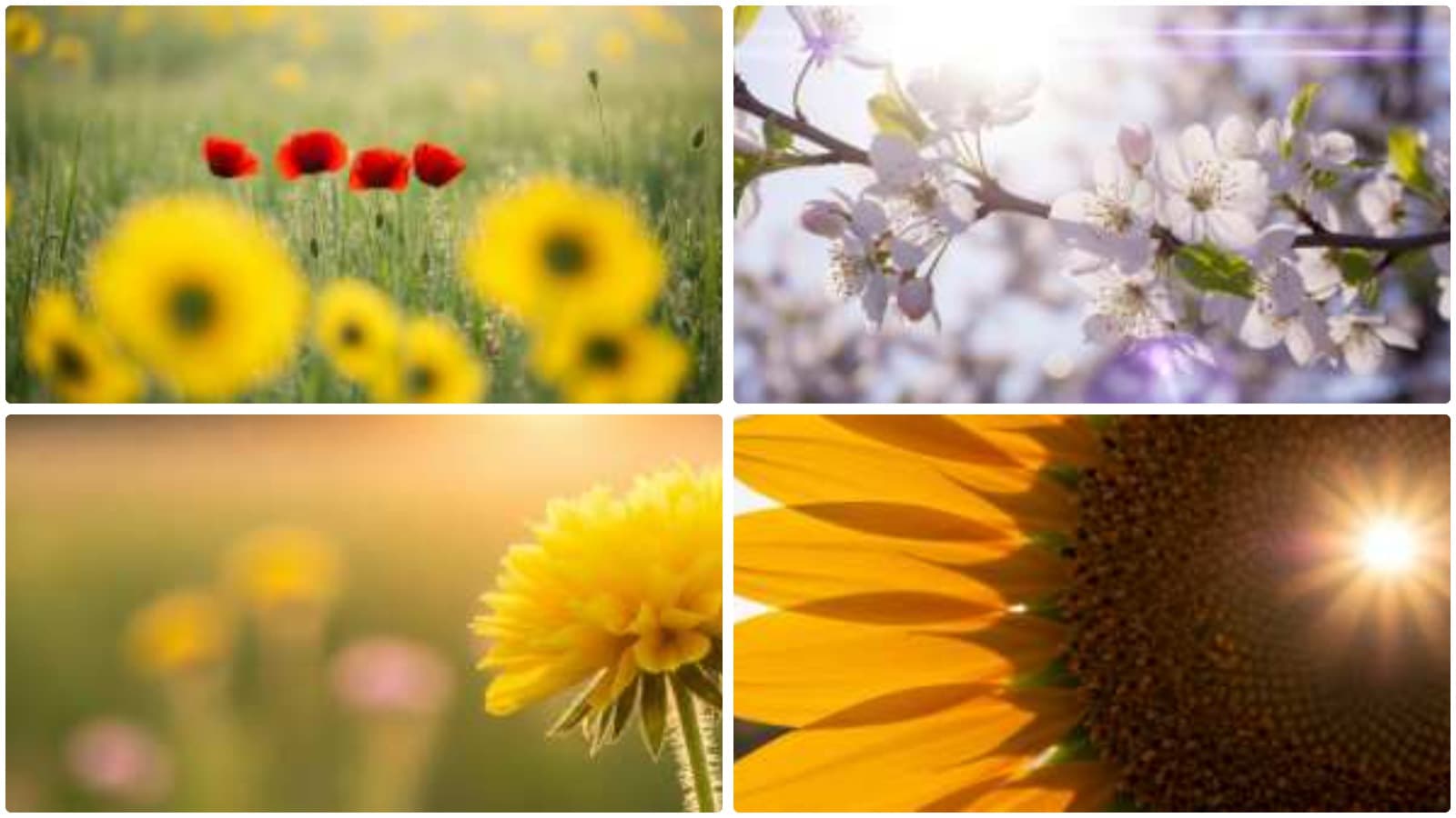Sun-Kissed Botanical Splendor