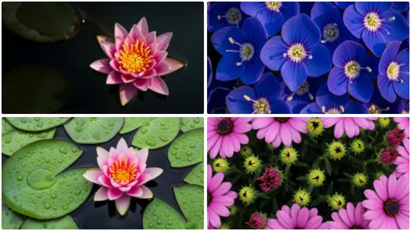 Vibrant Floral Intimacies