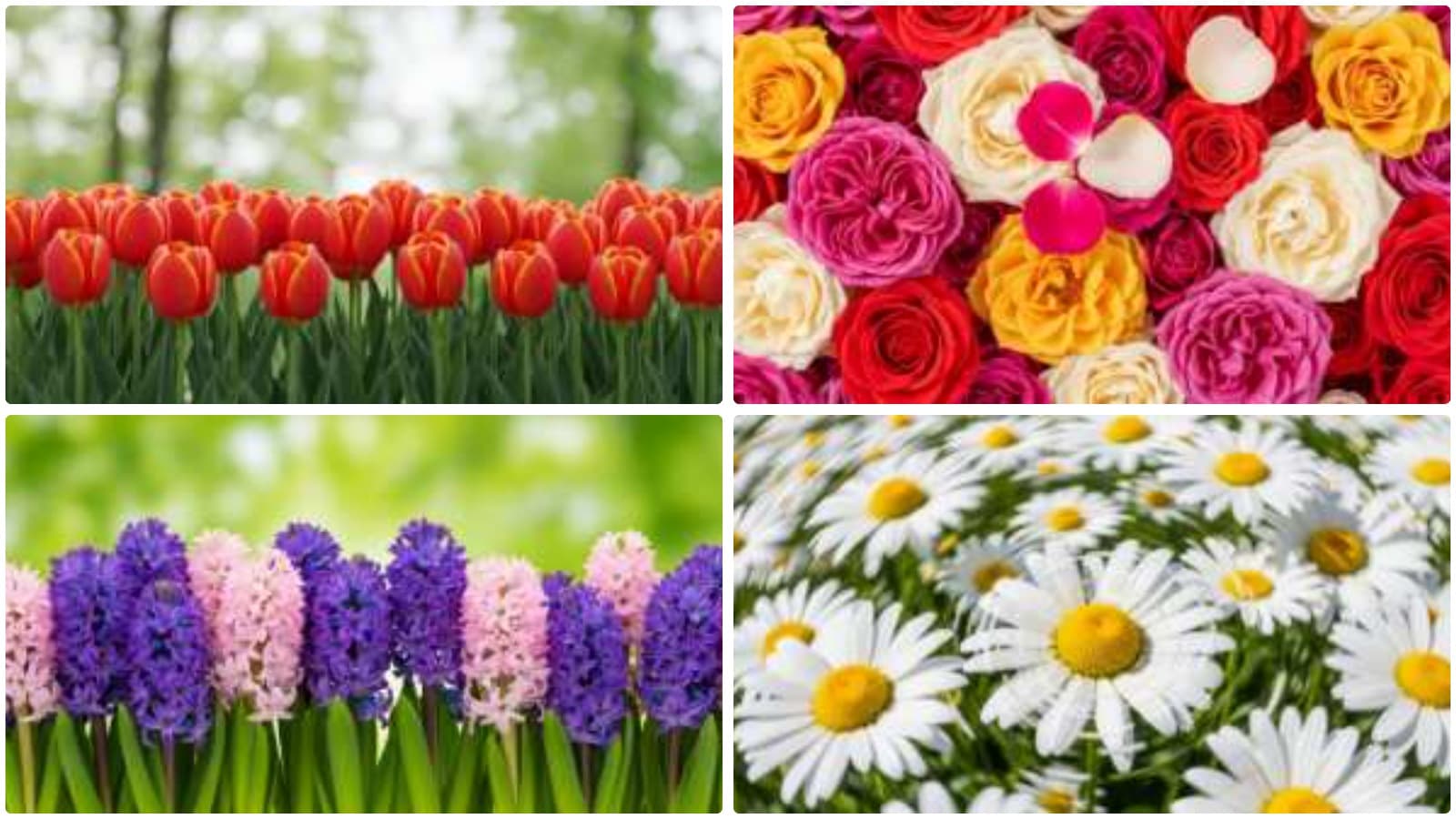 Vibrant Vintage Floral Blooms